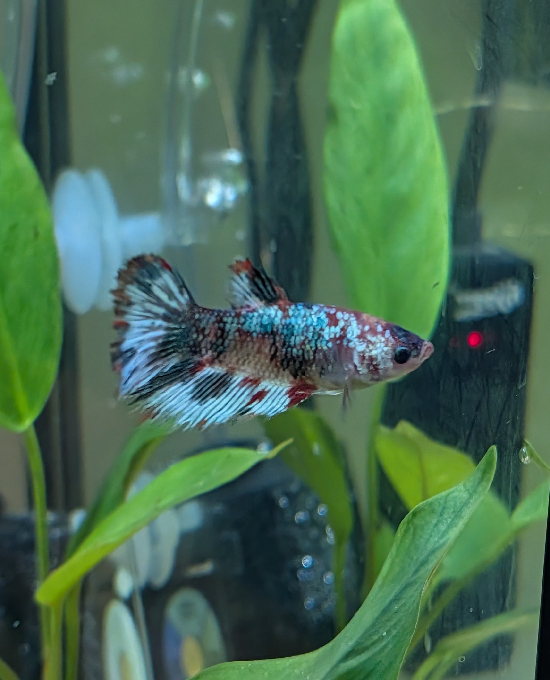 Rainbow, a female koi betta